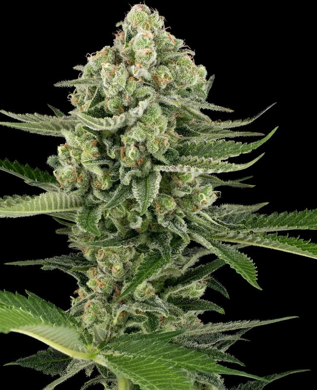 Candy Buds Automatic Seeds