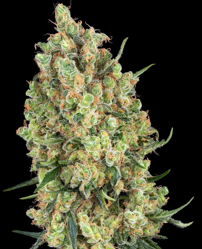 Candy Hash Feminized Seeds