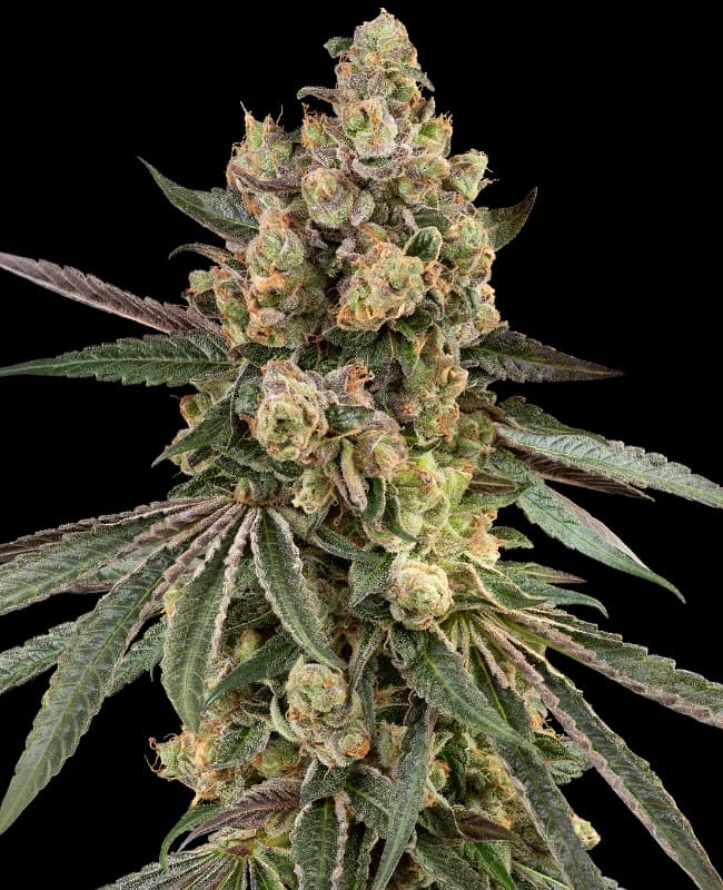 Caramel Pineapple Feminized Seeds