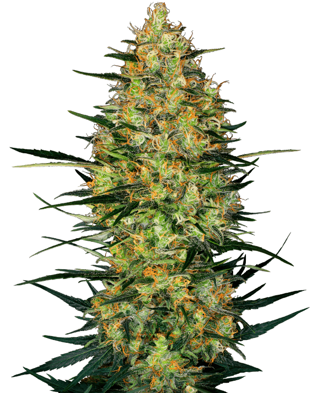 Caramellow Kush Automatic Seeds