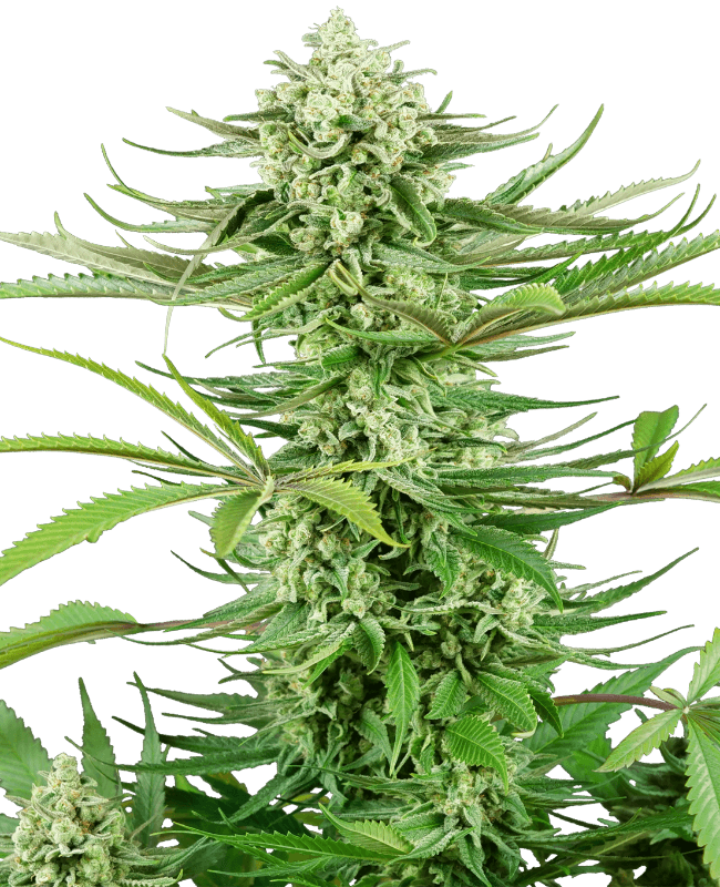 Cashew Kush Feminized Seeds