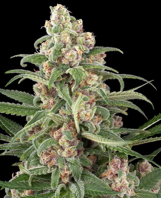 Cassis Automatic Seeds