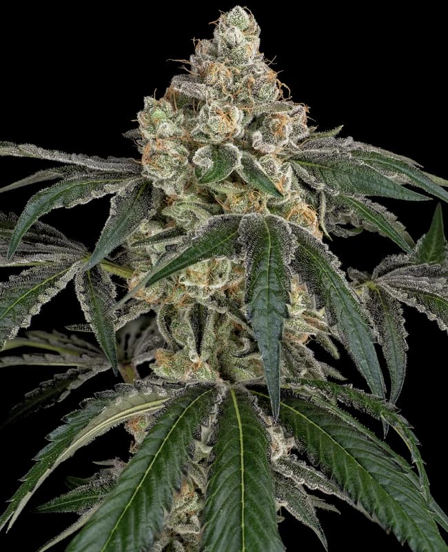 Cereal Killa Feminized Seeds