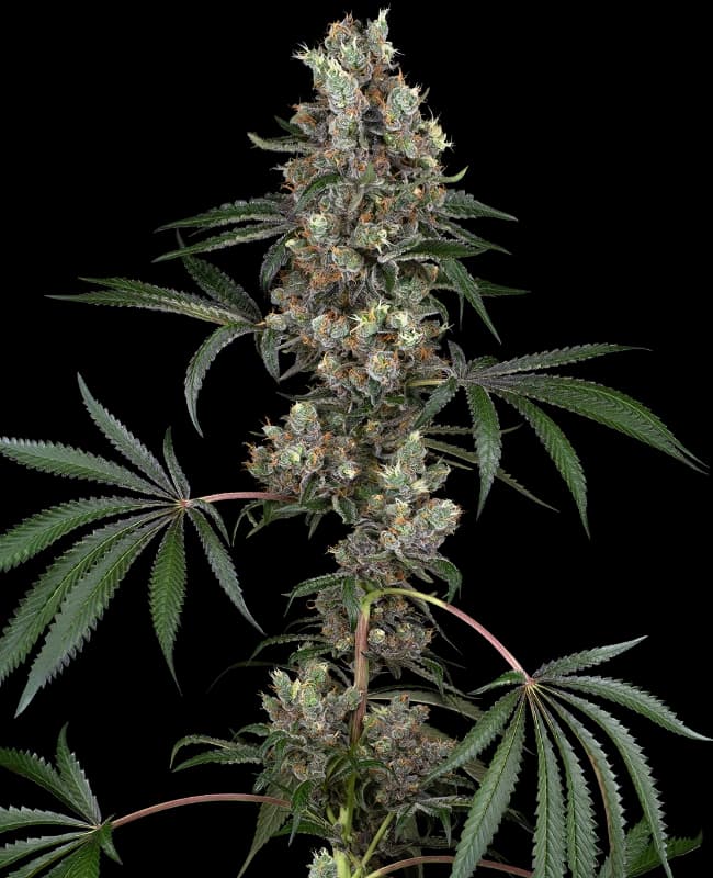 Chemberries Feminized Seeds