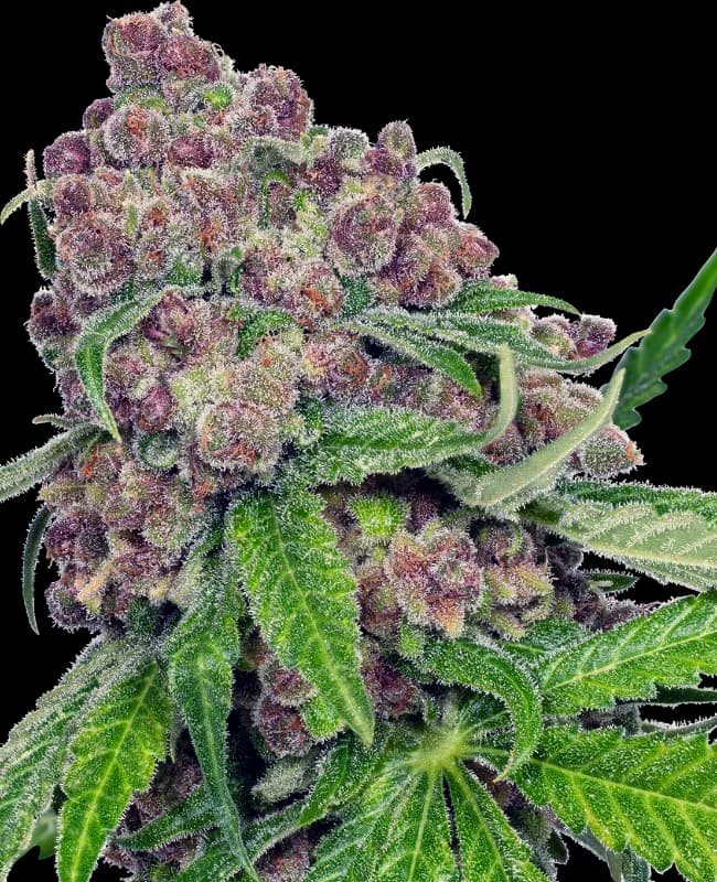 Cherry Bacio Feminized Seeds