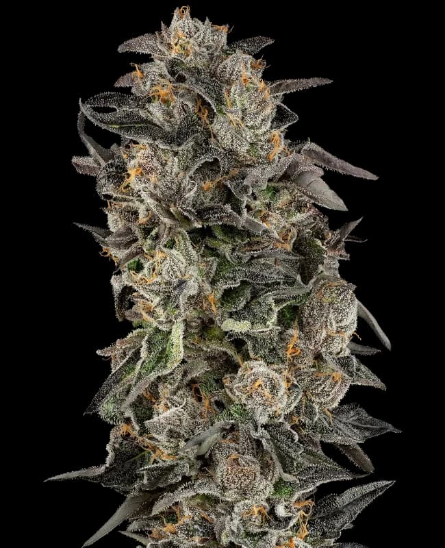 Cherry Strudel Feminized Seeds