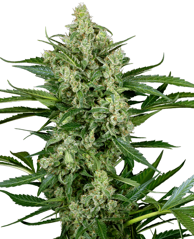 Choco Automatic Seeds