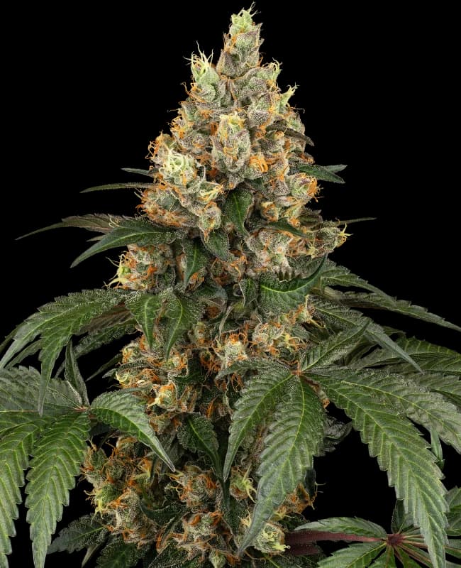 Chocolate Rainbow XXL Feminized Seeds