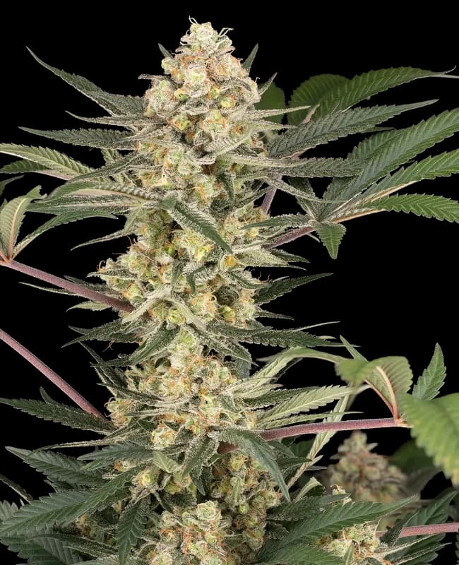 Chrome Fade Feminized Seeds