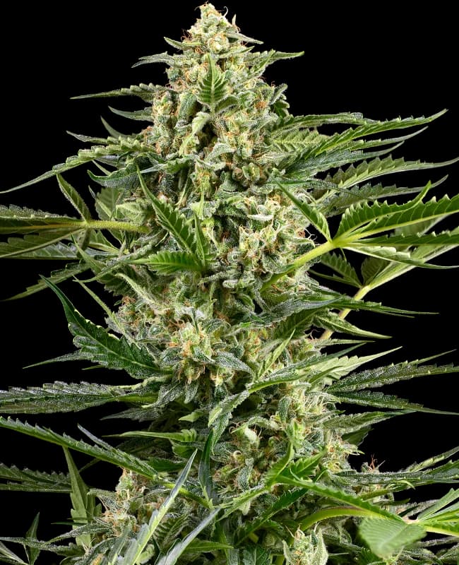 Citrus Fuel Automatic Seeds