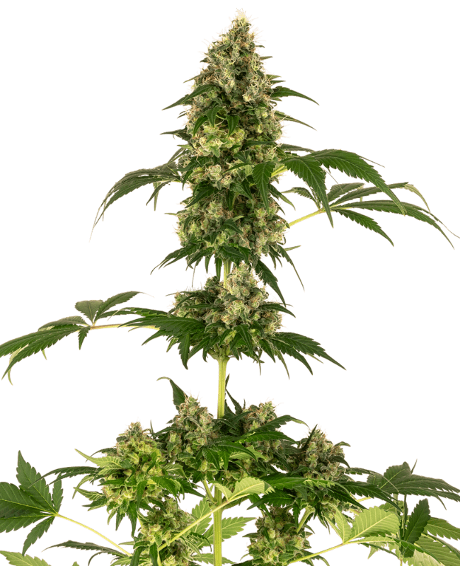 Cobalt Haze Feminized Seeds