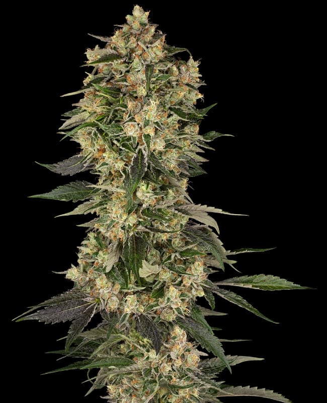 Cobra Hai Feminized Seeds