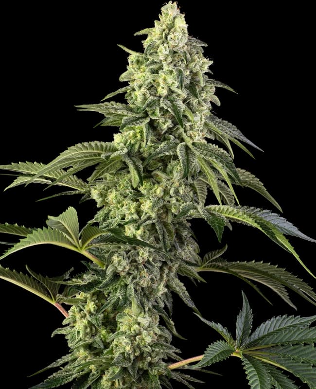 Cosmic Kiss Feminized Seeds