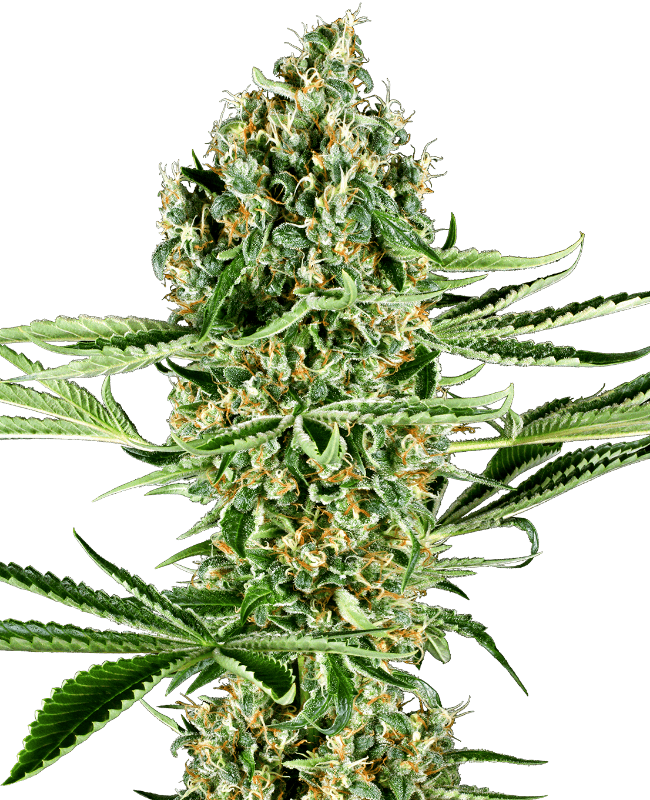 Critical Runtz Feminized Seeds
