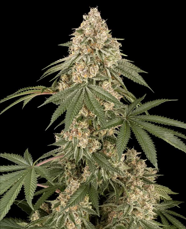 Dolce Peccato Feminized Seeds