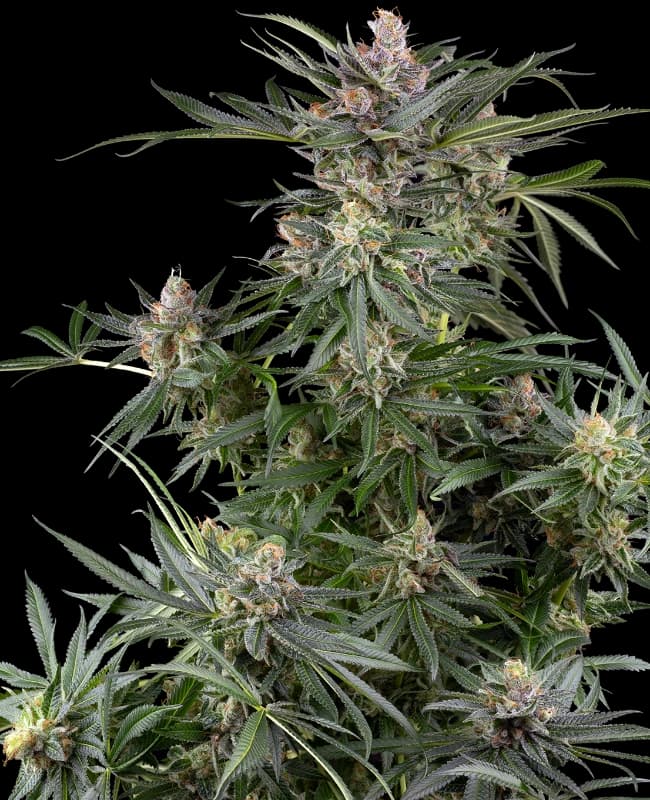 Dosimosa Feminized Seeds