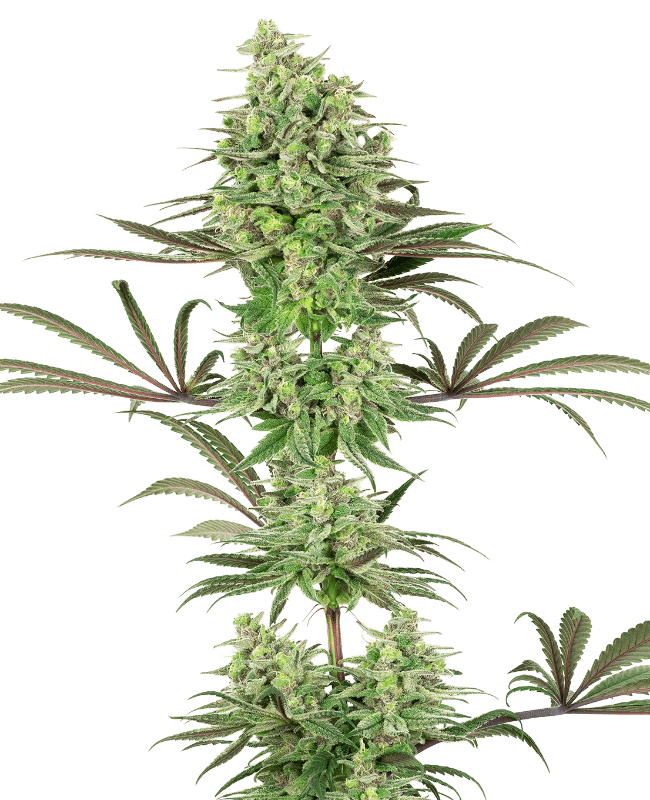Double Banana Kush Feminized Seeds
