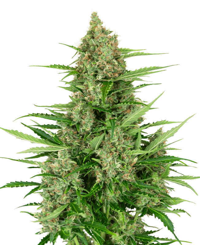 Double Kush Cake Automatic Seeds