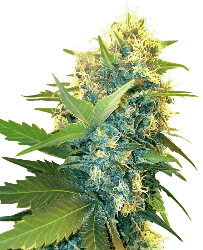 Double Kush Cake Feminized Seeds