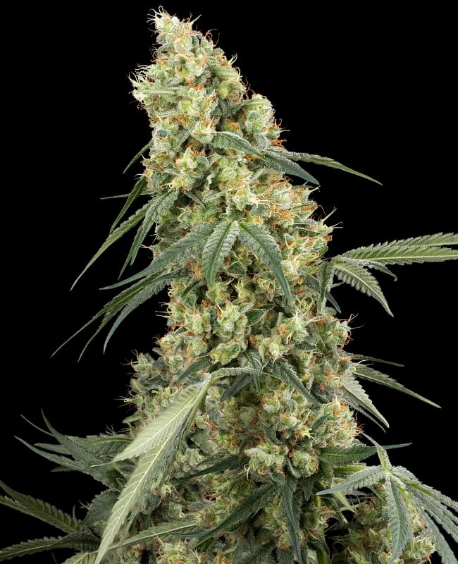 Dough Boy Feminized Seeds