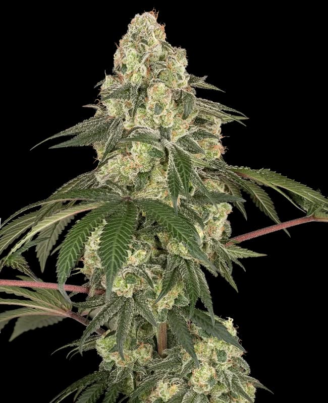 Dragon Milk Feminized Seeds