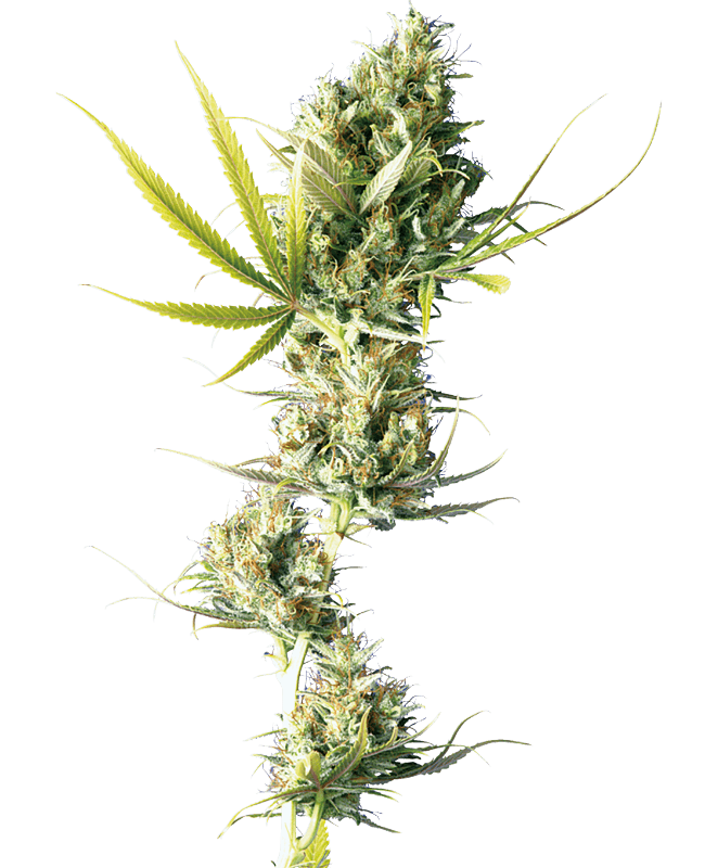 Durban Feminized Seeds