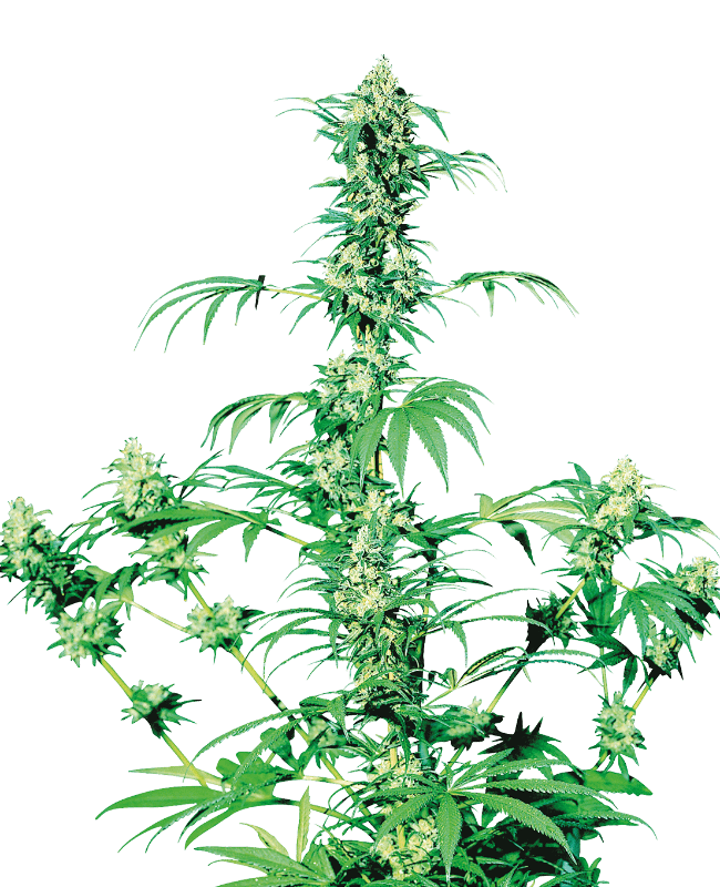 Early Strain Feminized Fast Version Marijuana Seeds | Crop King Seeds