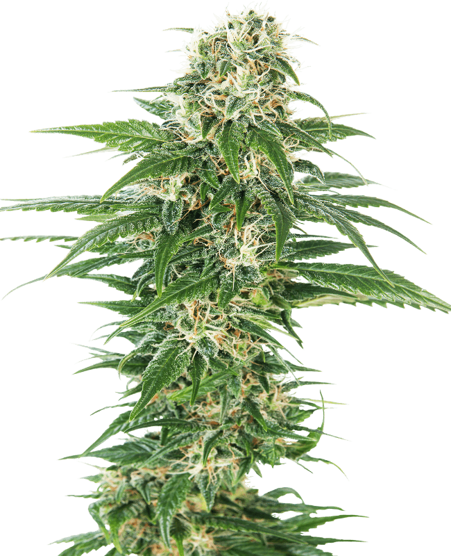 Early Skunk Automatic Seeds