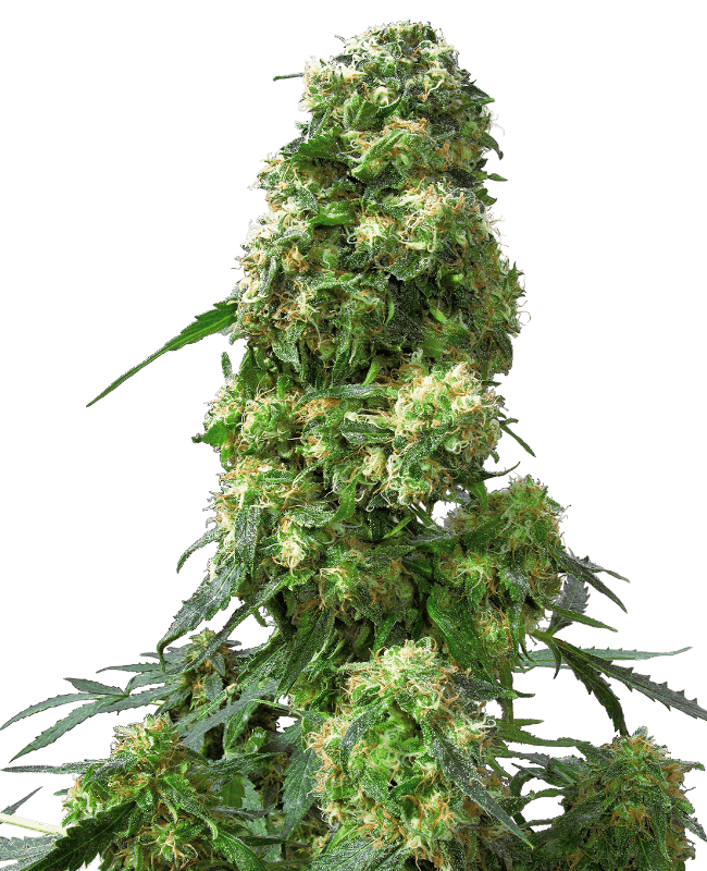 Early Skunk Feminized Seeds