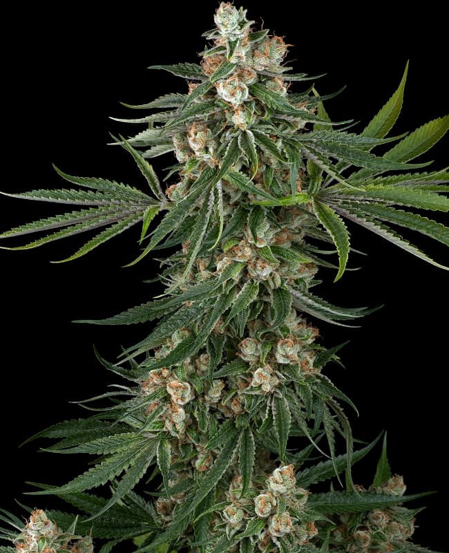 Fallout OG Feminized Seeds