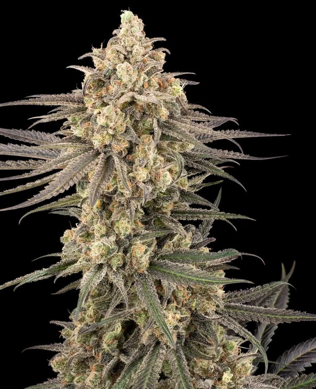 Frosted Grapes XXL Feminized Seeds