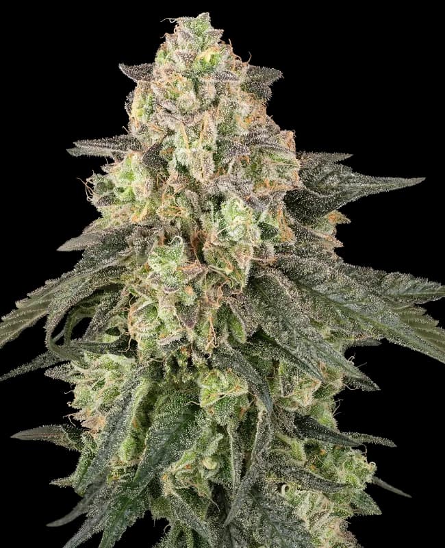 Full Throttle Automatic Seeds
