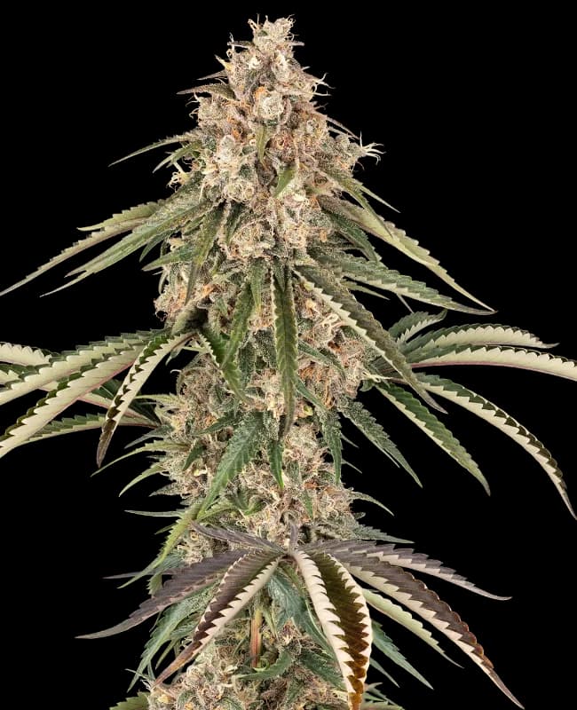 Garlic Gas Feminized Seeds