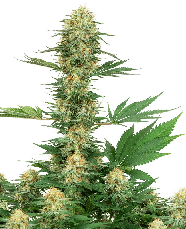 Gelato #420 Feminized Seeds