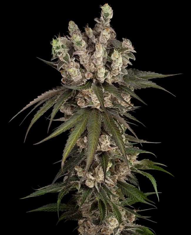 Gelauto Kush Automatic Seeds
