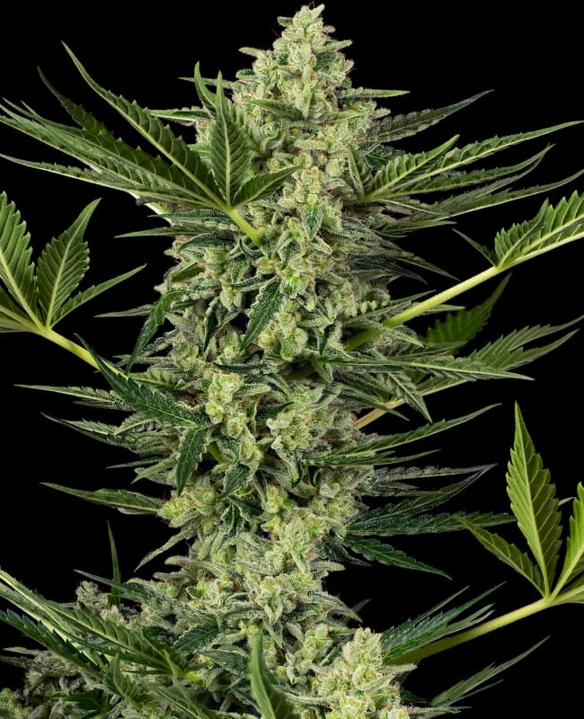Ghostbuzzters OG Automatic Seeds