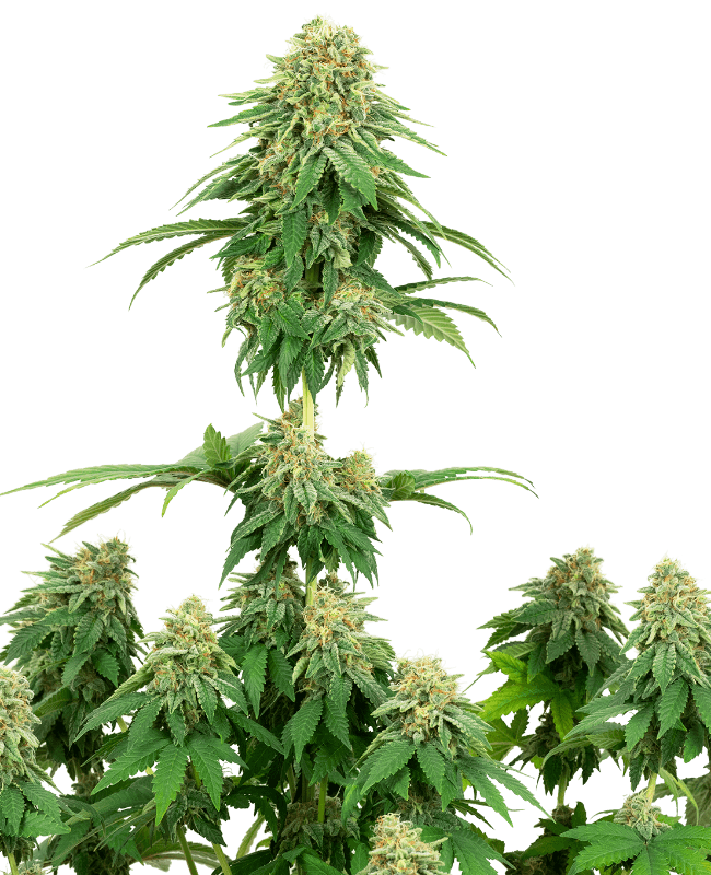 Girl Scout Cookies Feminized Seeds