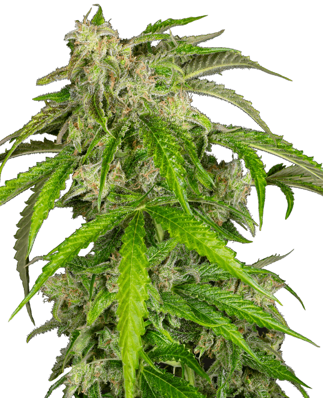 Glamour Automatic Seeds