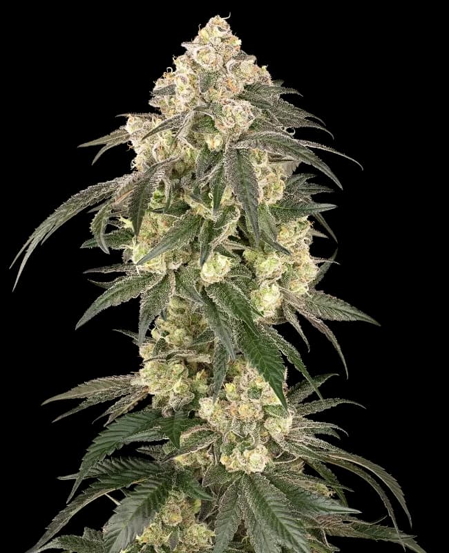 Gold Line Z Feminized Seeds