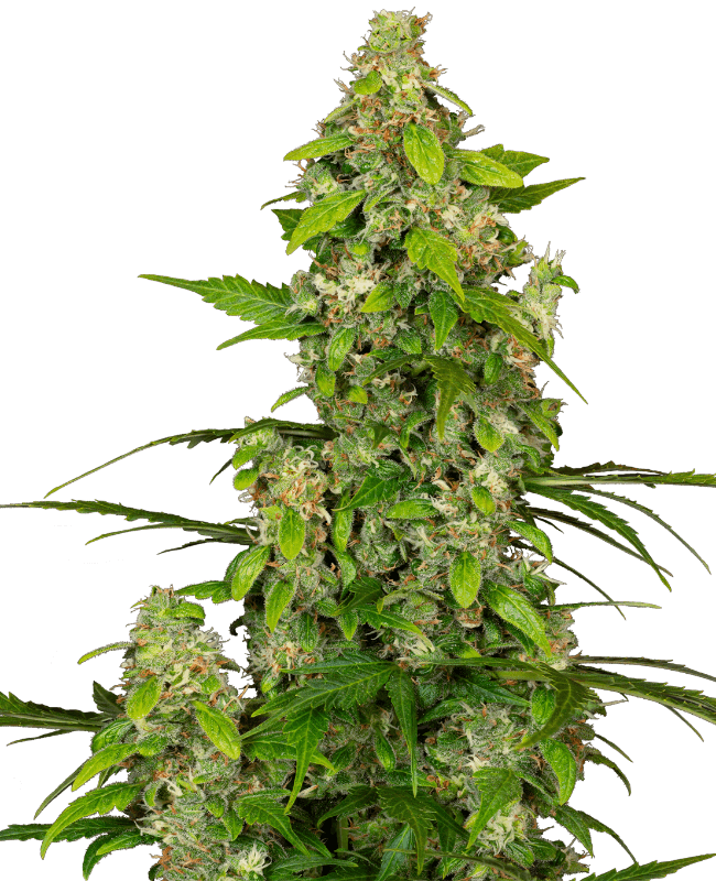 Gorillaz Automatic Seeds