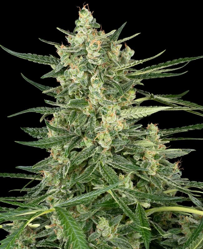Grape Jam Feminized Seeds
