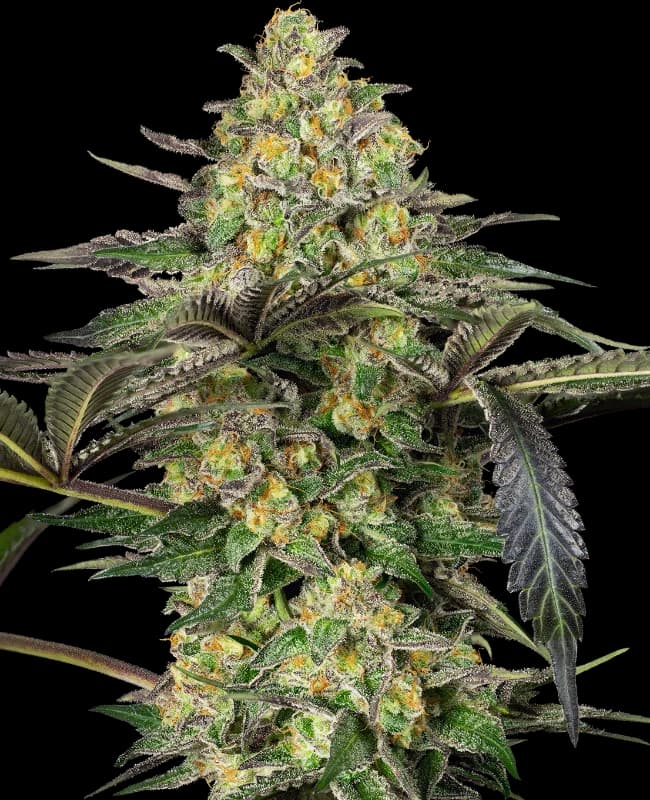 Grapevine Candy Feminized Seeds