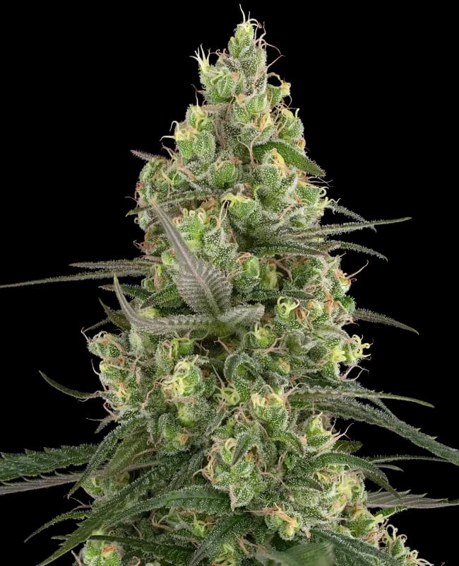 Grease Slapper Feminized Seeds