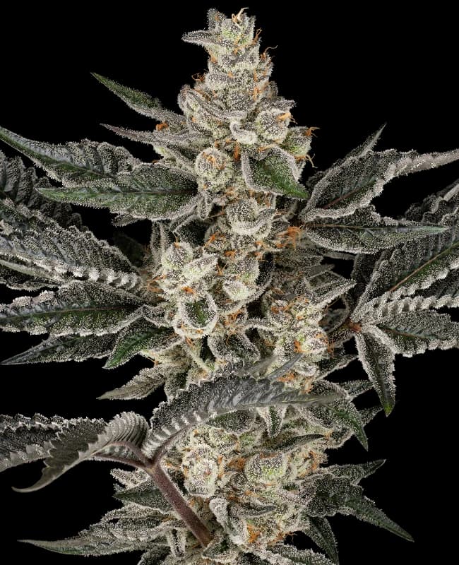 Gremlin's Breath Feminized Seeds