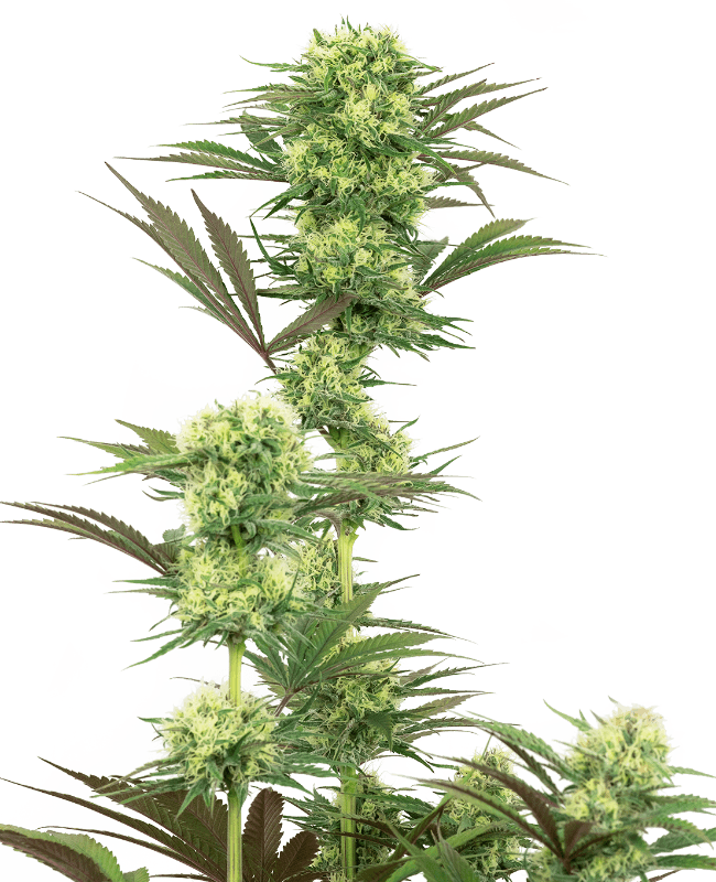 Guava Jelly Feminized Seeds