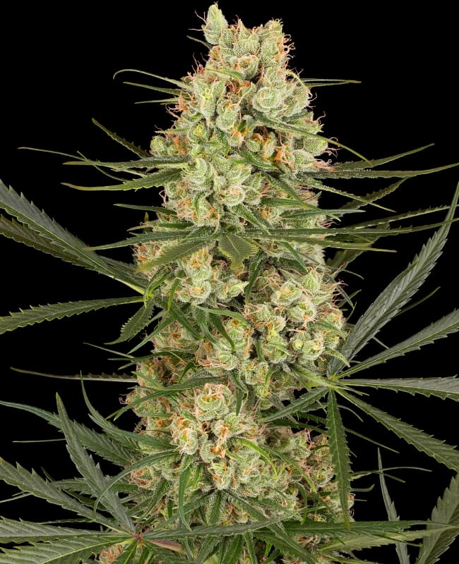Haze Dawg Automatic Seeds