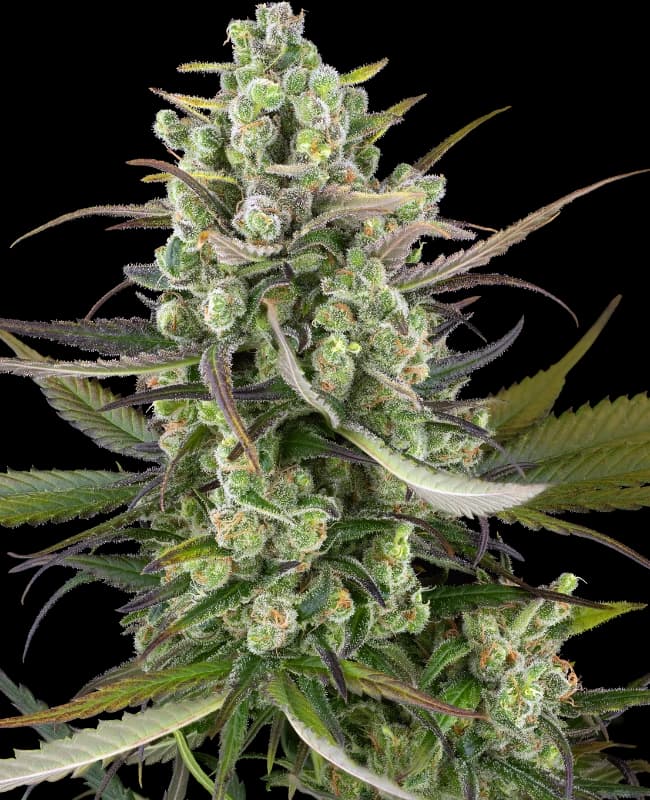 Headband Kiwi Automatic Seeds