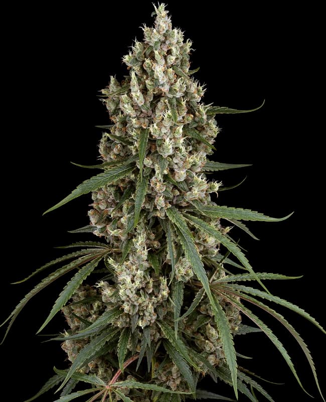 High School Reunion Feminized Seeds