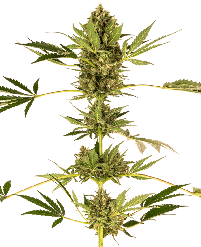 Himalayan CBD Feminized Seeds
