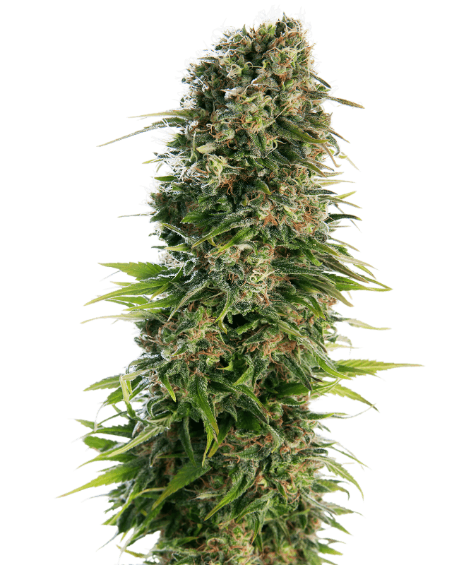 Hindu Kush Seeds